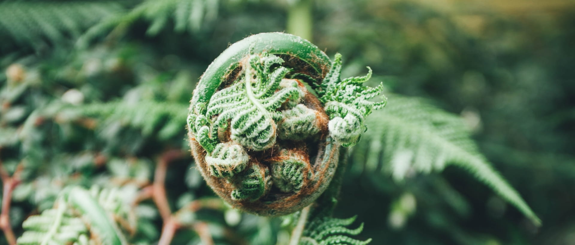 fern-koru-min