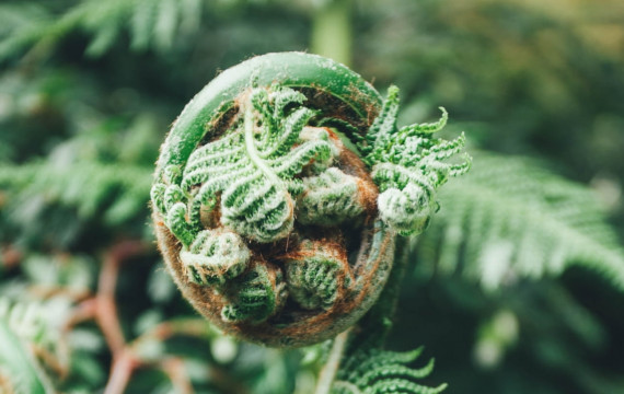 fern-koru-min fern-koru-min